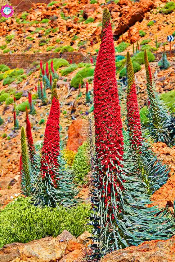 50 шт. редкий синий Echium Wildpretii бонсай растения башня Драгоценности цветок растение многолетний декоративный горшок для растений - Цвет: 4