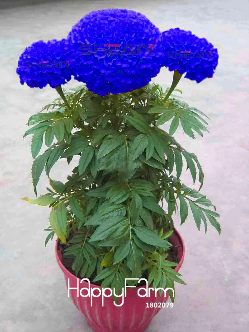 Hot Sale!11 Kinds Maidenhair Herb Garden Pot Marigold Flower bonsai Potted Chrysanthemum plant 50 Pcs/Pack,#VTBX5M