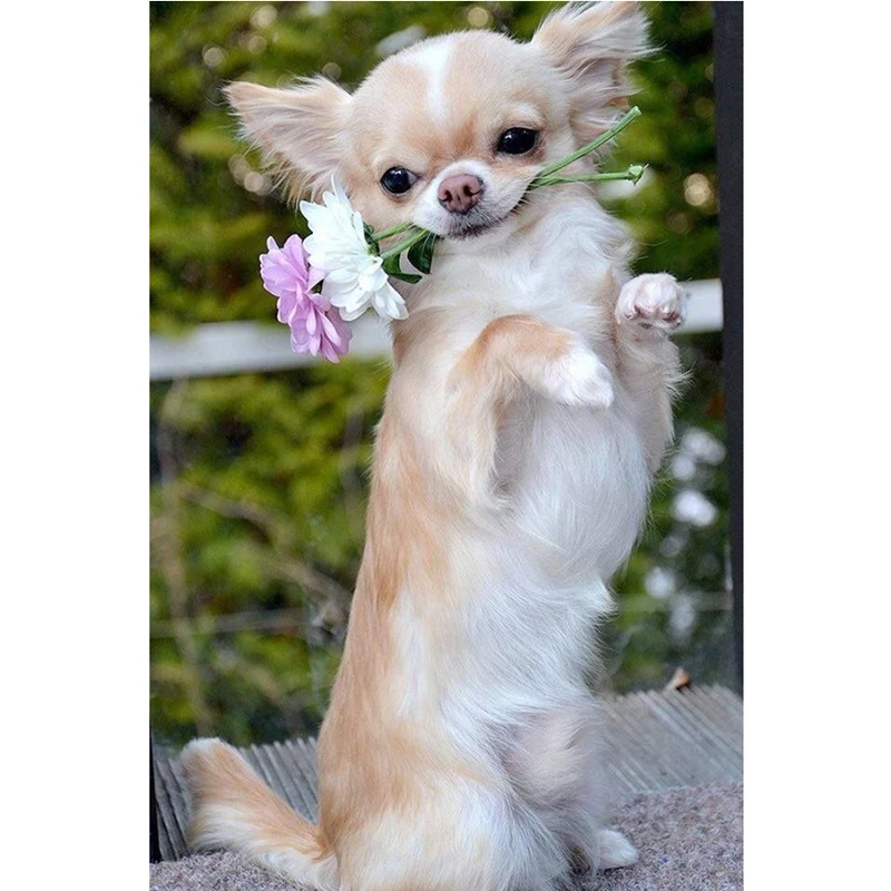 HTB1dvXcV3HqK1RjSZFEq6AGMXXan