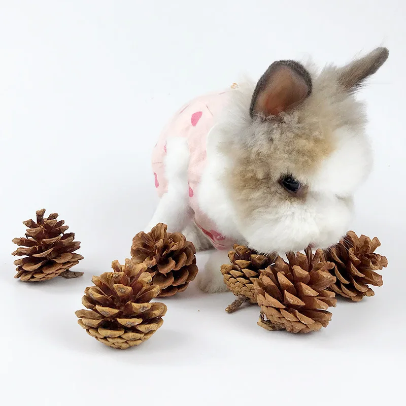 1pc Pet Teeth Grinding Toy Pine Cones Toy For Guniea Pig Rabbit