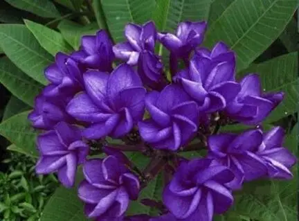 "24 типа", 5 шт. настоящая свежая Плюмерия рубра Франгипани лилавадея цветок дерево бонсай - Цвет: 8