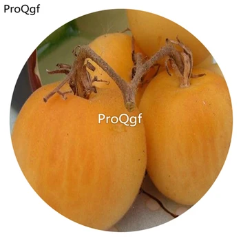 

Ngryise 6000Pcs A Set Wapsipinicon Peach Heirloom Tomato