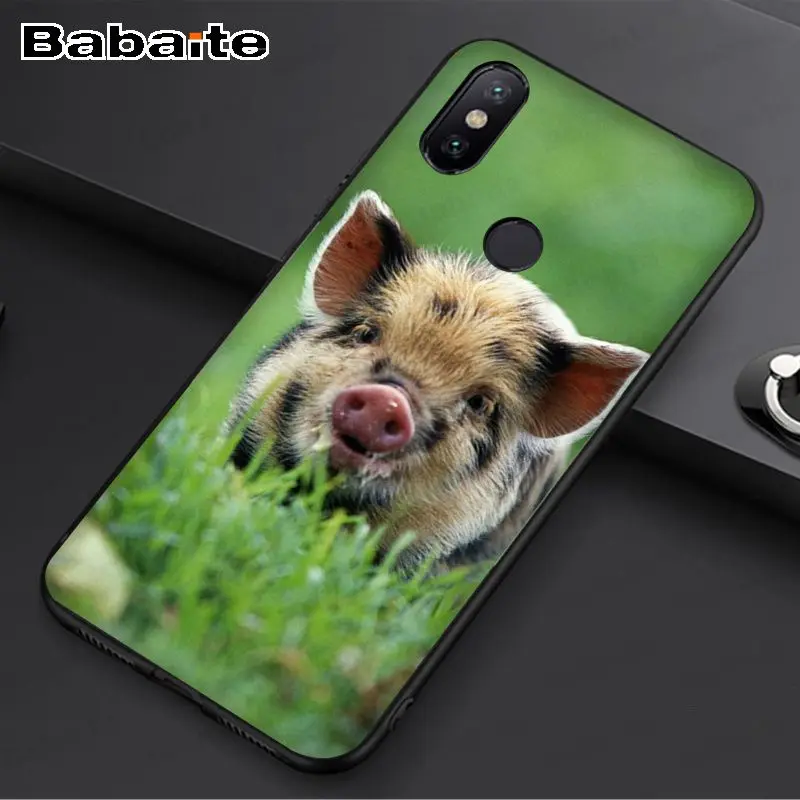 Wild Boar pig animal