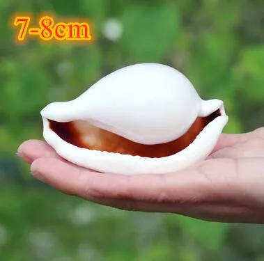 K Large natural sea shells beach shell specimen for fish tank fishing net schelp nautical home decor Wedding Party Decor Crafts - Цвет: K