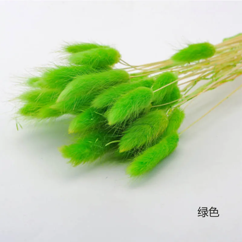 Green 20 шт. Кролик хвост трава натуральные сухие цветы для украшения дома Lagurus Ovatus Цветочная композиция реальным цветкам травы реквизит - Цвет: Green