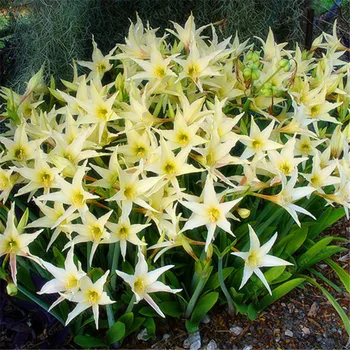 

Plant Flower Bath Salts Pink Yellow Barbados Lily Essence 100Pcs AN-ZZ23-100