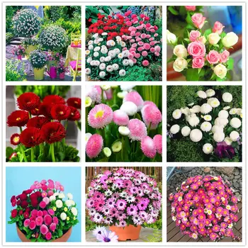 

100Pcs Plant Mask Bellis perennis Essence Masks KK-15