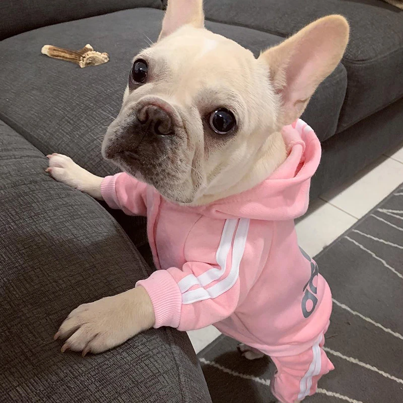 french bulldog puppy outfits