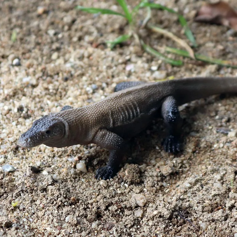 Модель сплошного статического дикого животного Модель Детская игрушка Goanna Komodo Goanna пластиковое украшение