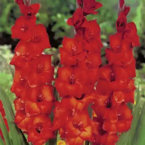 7 100/мешок различных многолетних Gladiolus цветок бонсай, редкий меч лилии Флорес очень красивый для домашнего сада посадки - Цвет: 7