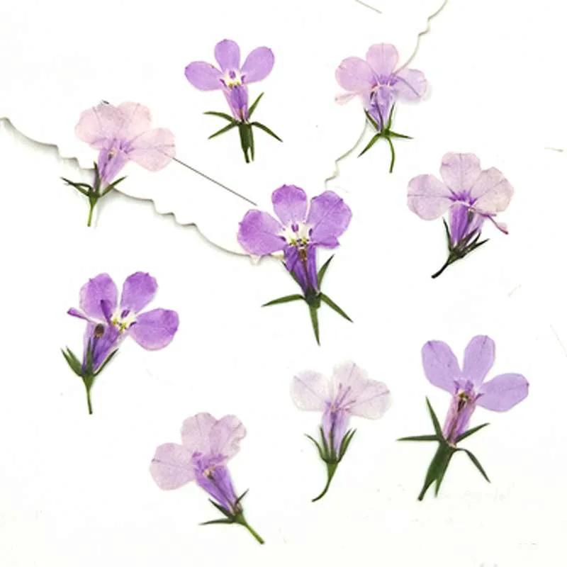 Gradual Purple Маленький высушенный прессованный цветок голубой Lobelia настоящие растения для DIY полимерный браслет 120 шт - Цвет: Gradual Purple