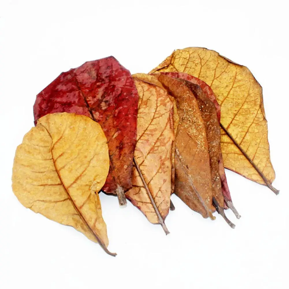 Almond Leaf Natural Terminalia Catappa Leaves Aquarium Decoration Fish Tank Cleaning Tools Water Treatment Aquarium Accessories, aquarium leaves