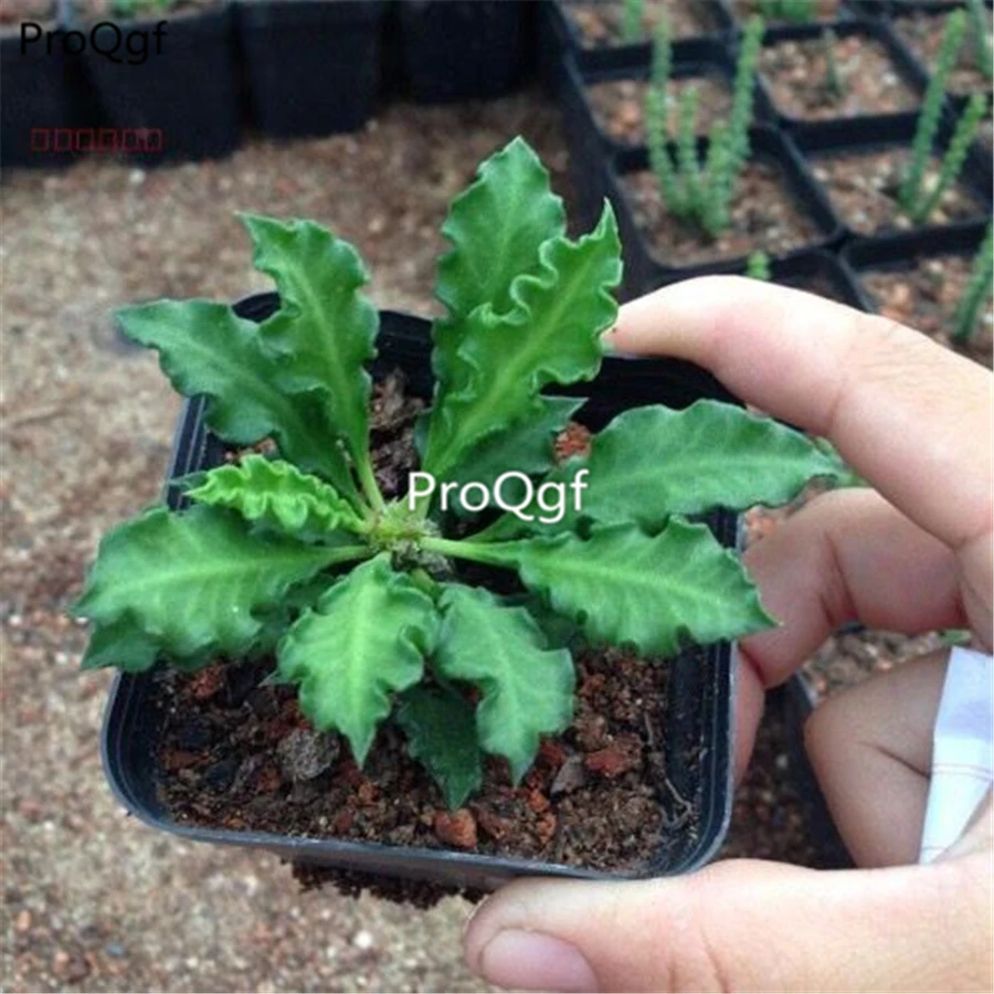 Prodgf 2 шт набор Euphorbia decaryi Guillaumin