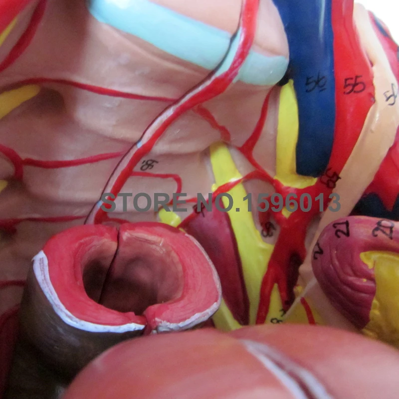 332D A15107 pelvis (4)