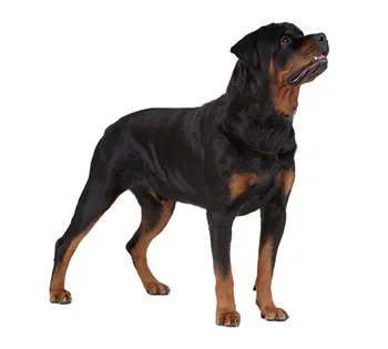 

Dinghy Tuzik warm overalls Rottweiler bitch