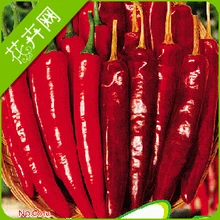 Красный перец бонсай, очень красный острый перец чили, садовые овощи, 100 растение