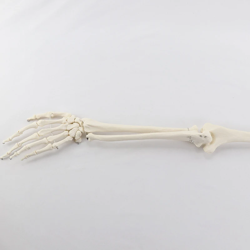 Human Upper Limb Arm and Radius Hand Bone Anatomy Model Medical Science Teaching Resources anatomical models