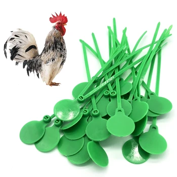 

100 Pcs Poultry Identity Plate Tie Chicken Foot Strap Charm Leg Bands Poultry