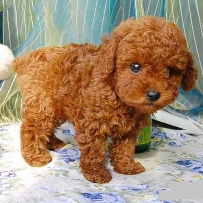Realistic Teddy Simulation Toy Dog 