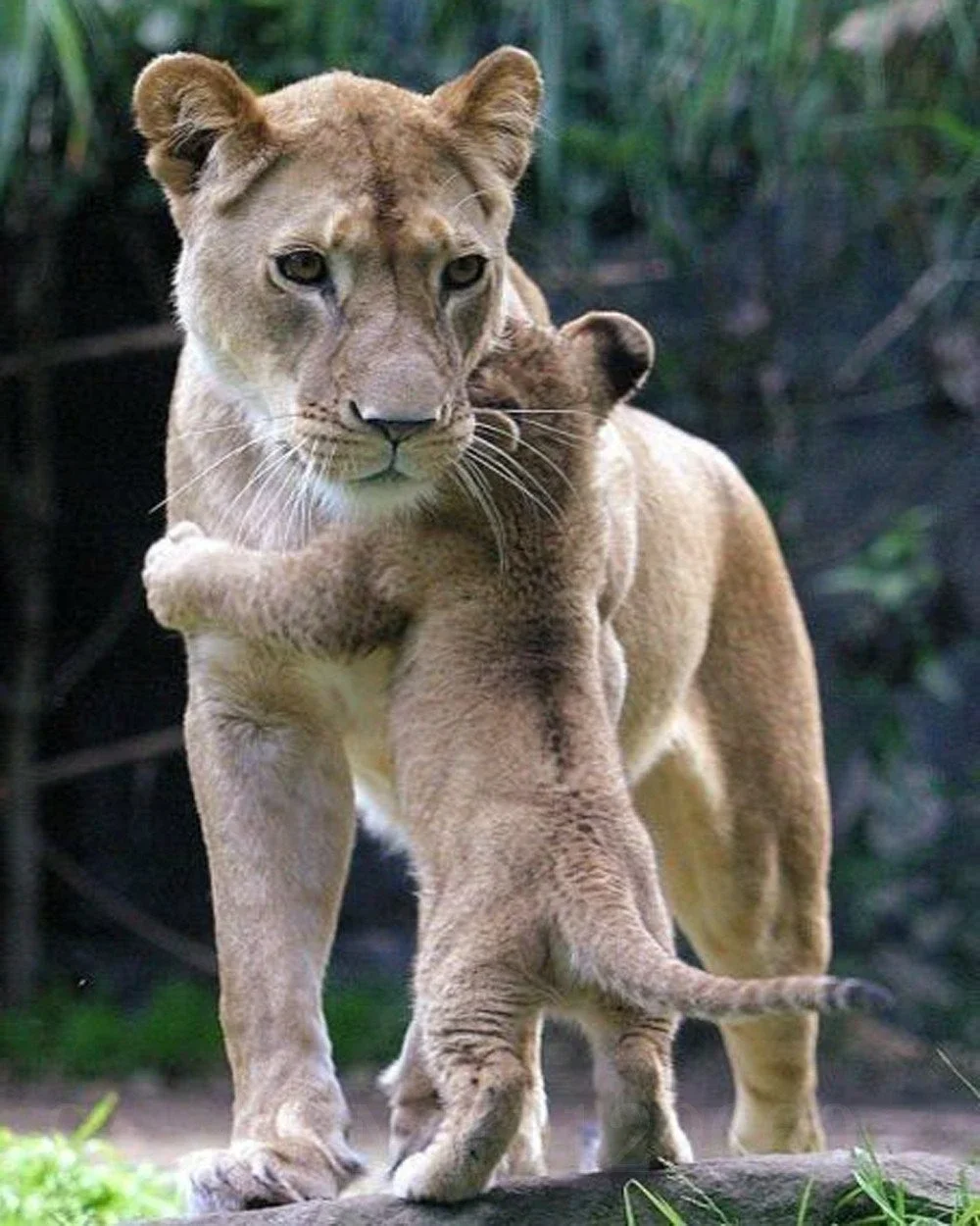 Алмазная вышивка с мультяшным тигром алмазная живопись крестиком картина стразы