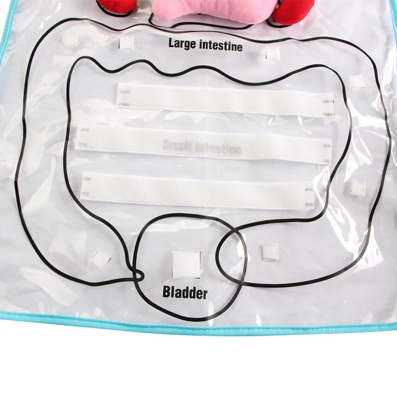 3D Organ Apron Anatomy Apron Human Body Organs Awareness Educational Toy for Home Preschool Teaching Tool