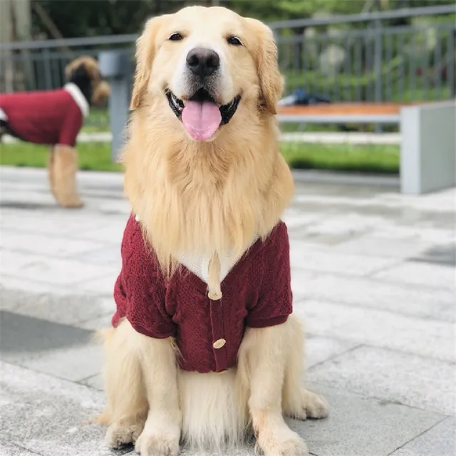 labrador clothes