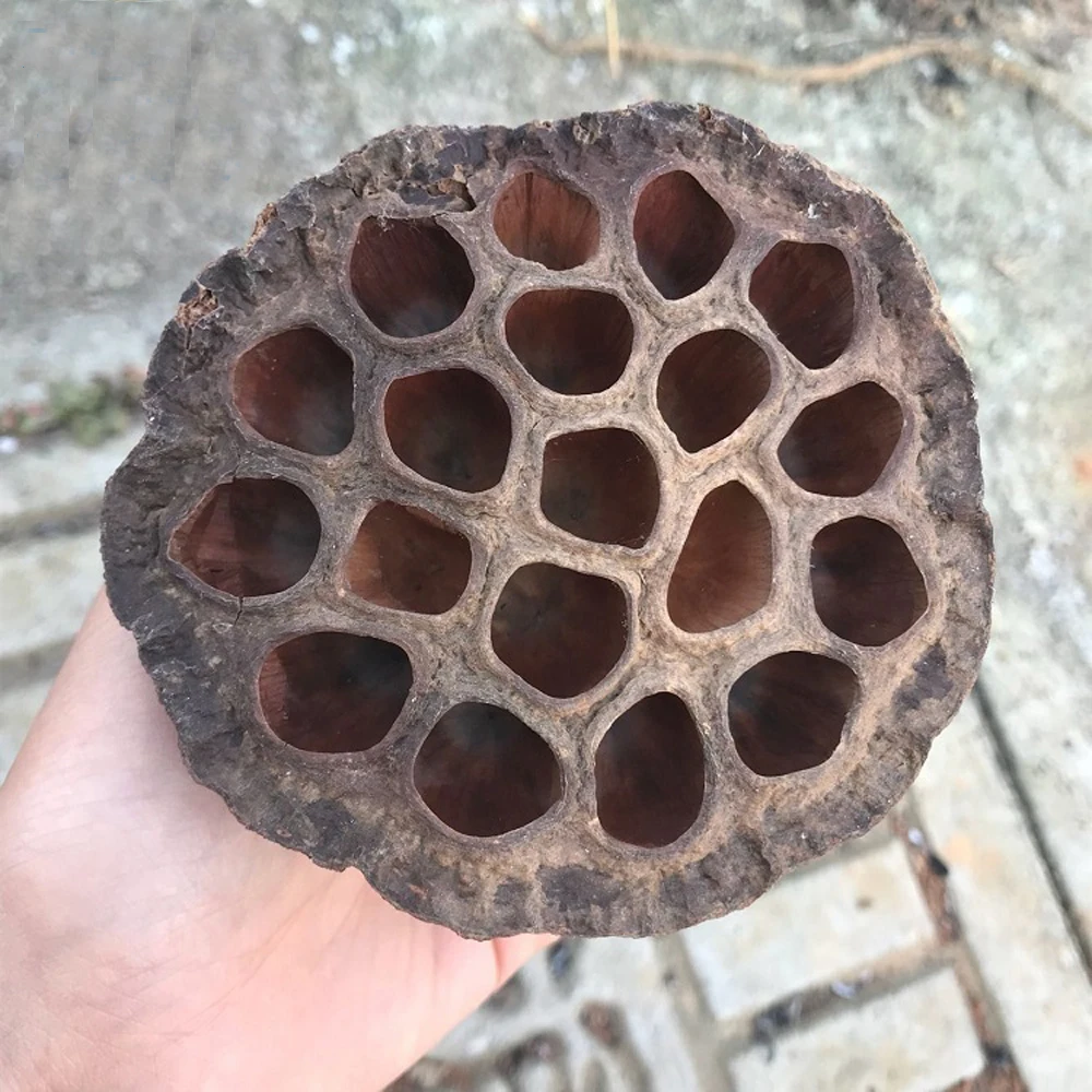 30 шт. натуральный dired lotus seedpod& seedpod лотоса