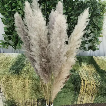 

10pcs/lot natrual dried flower pampas grass reed home decoration large size wedding decoration new trendy fashion wholesale