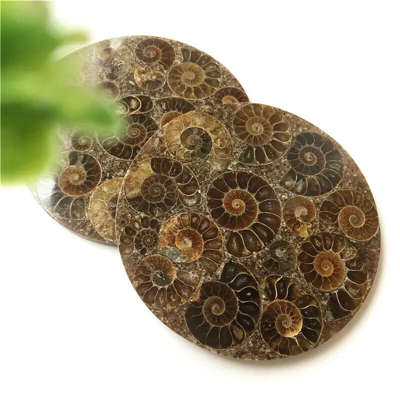 Прямая 1 шт. 10 см аммонит Fossil Slice Plate Natura Shell Мадагаскар Fossil образец драгоценные камни натуральный