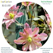 Ngryise 6 шт. набор Clematis цветок корень - Цвет: 7