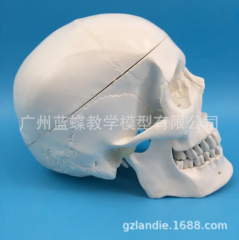 Teaching Model 1:1 Natural Big Head Skull Specimen Head Anatomy Model Skeleton Standard Skull Model