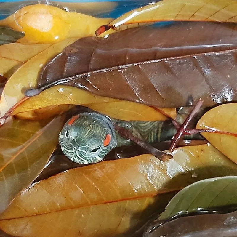 Натуральные листья лунгана Dimocarpus украшение для аквариума черепаха Tortois