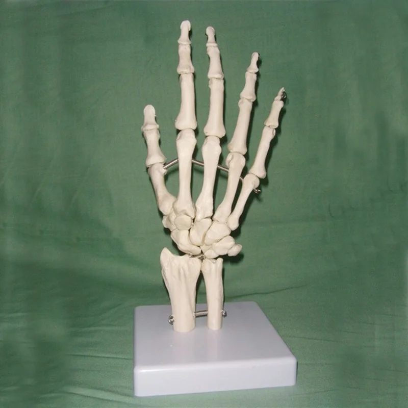 Человеческая рука суставная модель рука Скелет Кость модель запястья Vola ладонь медицинская модель скелета Наука Обучающие принадлежности 1:1 в натуральную величину