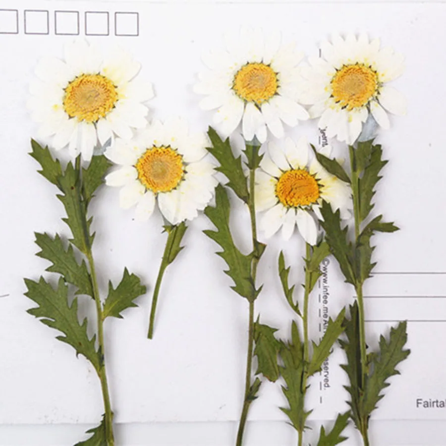 

60pcs Pressed Dried White Chrysanthemum Paludosum Stalk Flower Plants Herbarium For Jewelry Bookmark Phone Case Postcard DIY