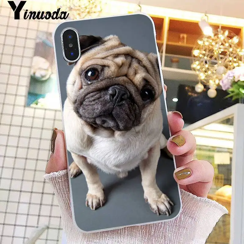Animal Cute Pug Dog