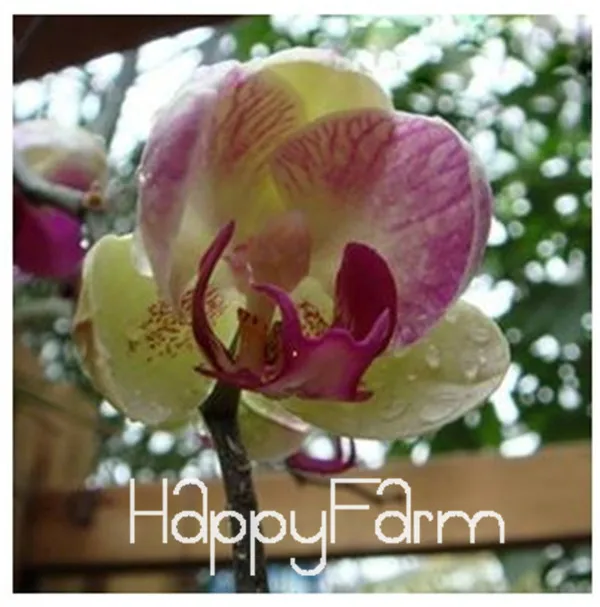 В продаже! 100 шт фаленопсис, Орхидея, бонсай бабочка Орхидея растения красивый цветок,#27RCXA - Цвет: 6