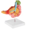 1:1 Life Size Anatomical Human Pancreas Duodenum Gallbladder Pathology Model, Lab Office Equipment Ornament for Students 3
