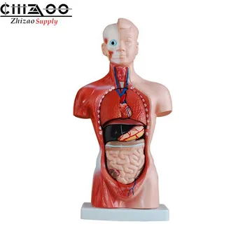 

Medical Mini 15 Parts 26cm Human Body Anatomical Torso Model