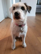 Collar personalizado para mascotas, etiqueta de identificación grabada con nombre de Mascota para gato, cachorro, perro, colgante, llavero, accesorios para mascotas