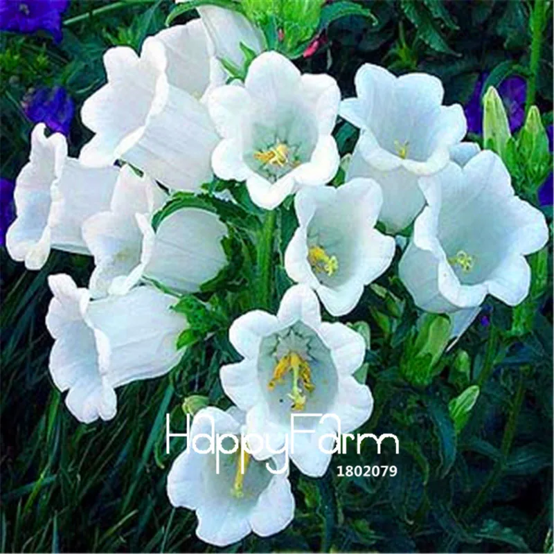 100 Pieces/Pack Best-Selling!White Campanula Flowers Potted Plants Convallaria Flower Bonsai Easy-to-Grow Plant Environment A