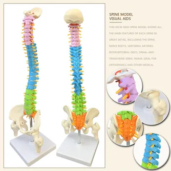 

45cm Removable Colorful Human Spine Model Spinal Column Vertebral Lumbar Curve Anatomical School Medical Teaching Tool