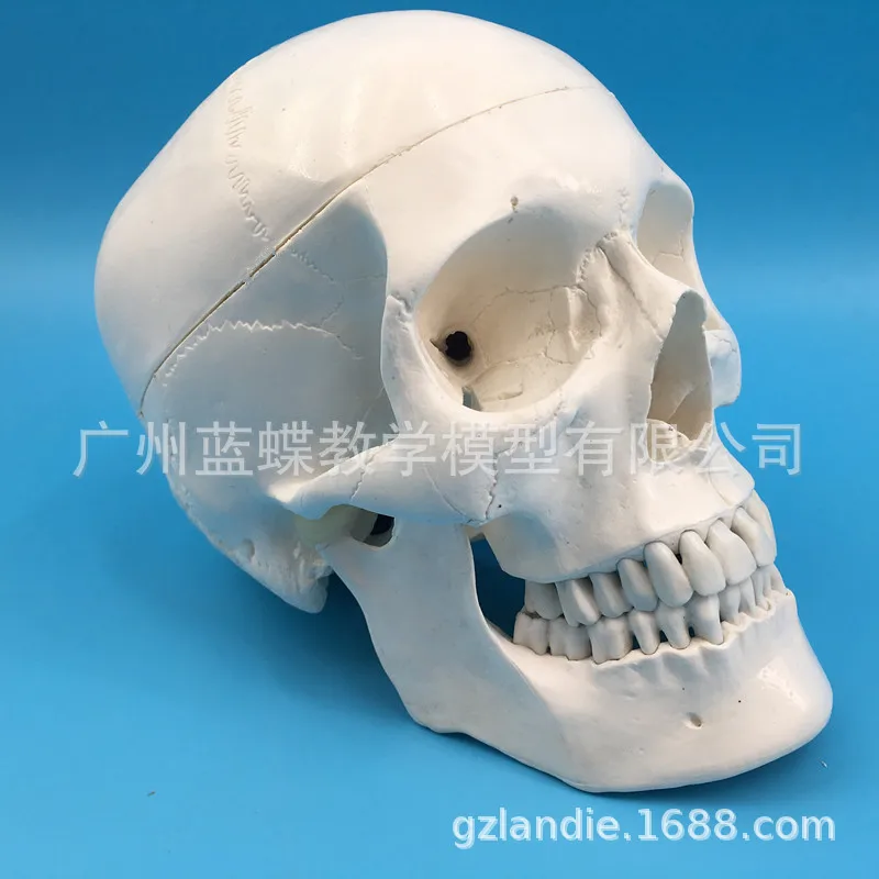 Teaching Model 1:1 Natural Big Head Skull Specimen Head Anatomy Model Skeleton Standard Skull Model