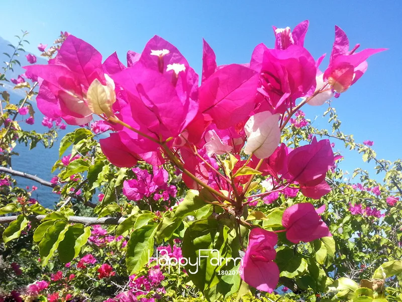 Не упустите предложение! фиолетового цвета Бугенвиль Spectabilis семена садовые De Flores многолетние цветущие растения семена бонсай растения-100 шт/лот