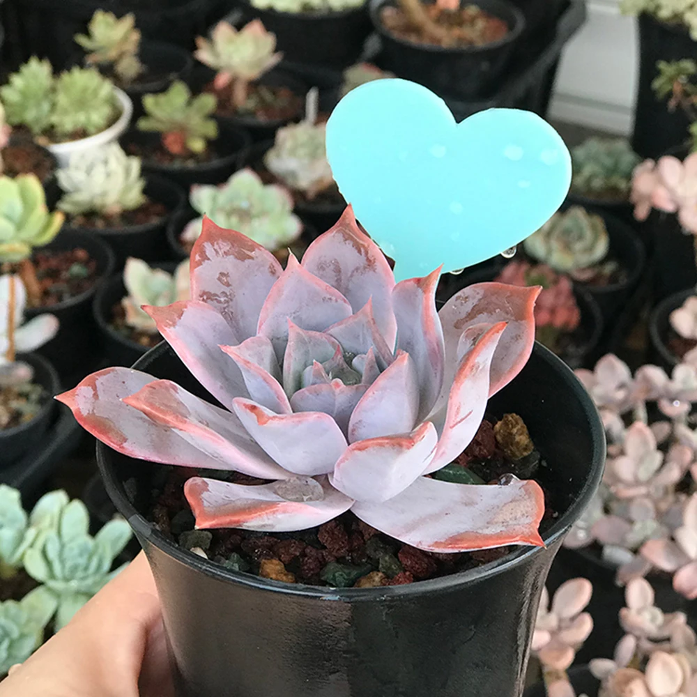 O1CN01GLTym41zDUHMd0lCK_!!69116680