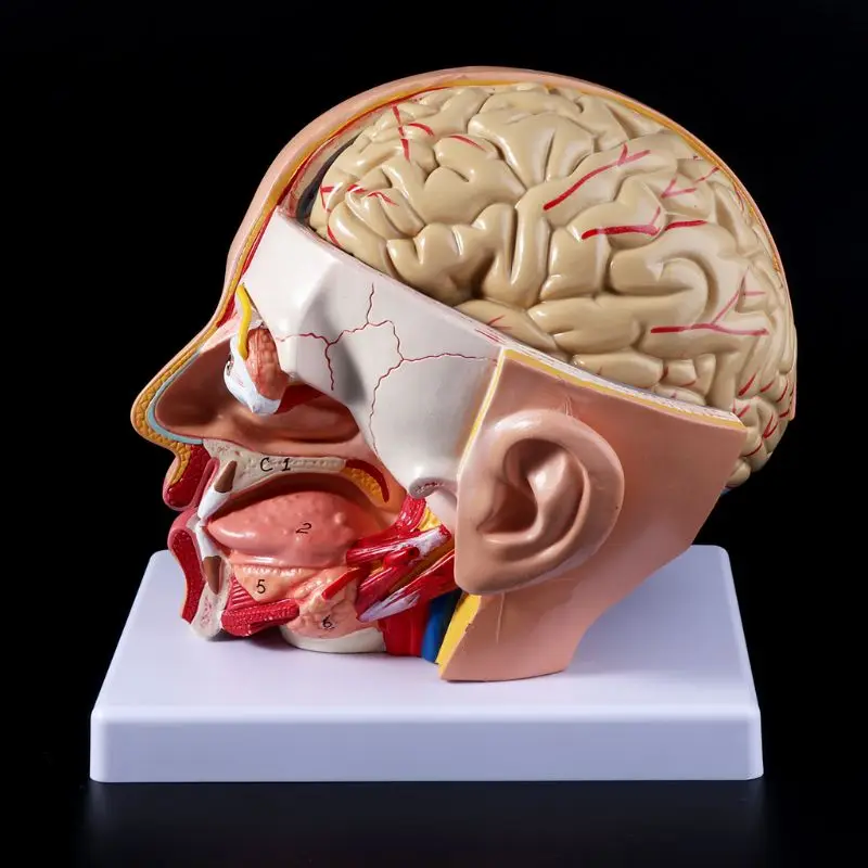 

Human Anatomy Head Skull Brain Cerebral Artery Anatomical Model For Teaching