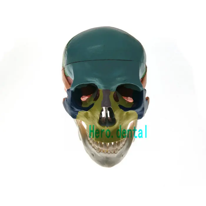 

Dental Colored Anatomical Skull Model 3 parts Ceramic White Teaching Model
