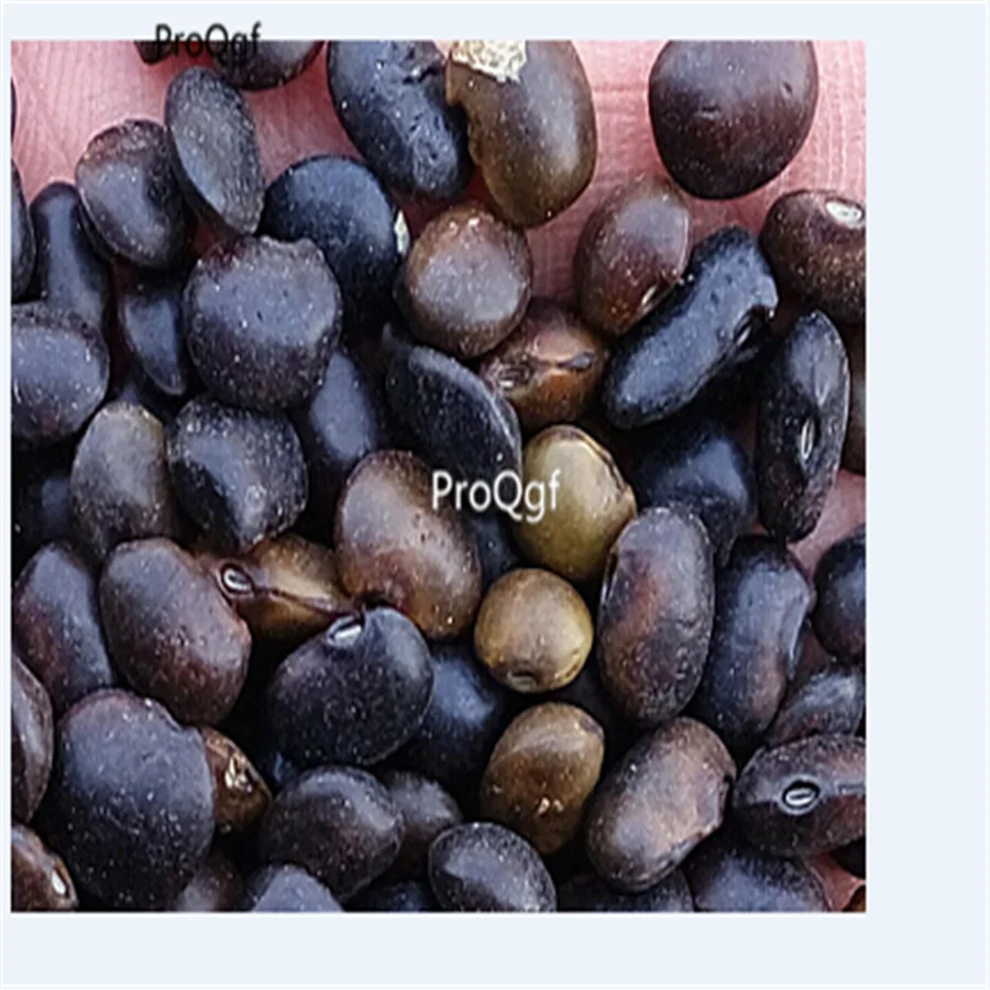Ngryise 500 шт набор Robinia pseudoacacia