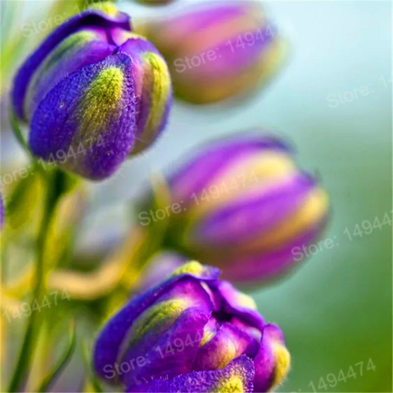 100pcs Tulip flores White Blue Purple mixed color Flower plantas bonsai flower plante colorful plants for home garden