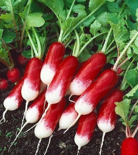 

Pot for Early Spring Radish 200