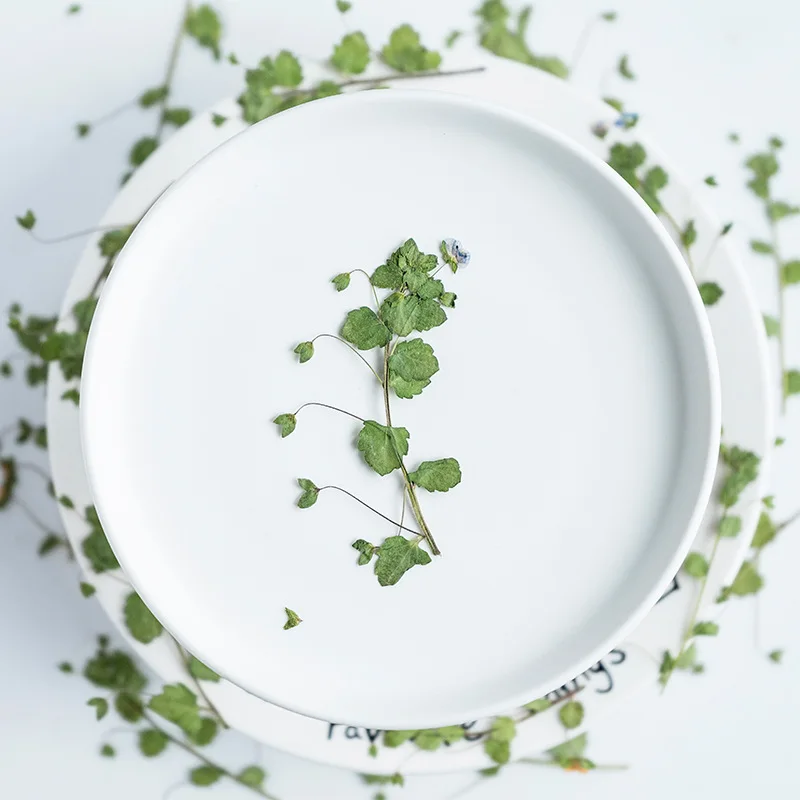 

60pcs Pressed Dried Flower Veronica didyma Tenore Stem Herbarium Epoxy Jewelry Bookmark Phone Case Makeup Nail Art Craft DIY